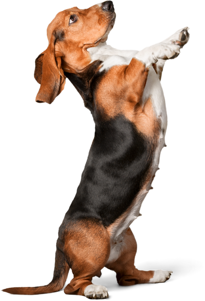 Basset Hound Standing
